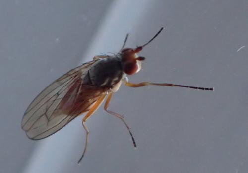 Tephrochlamys rufiventris